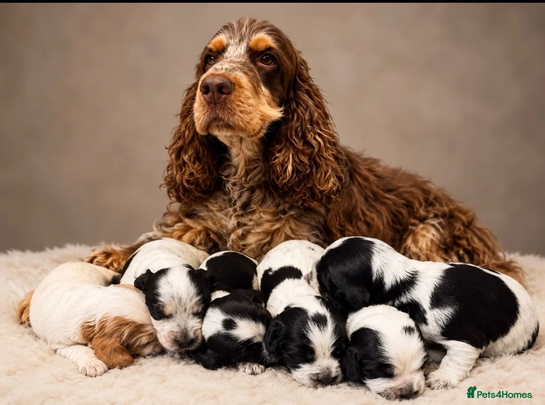 Cocker Spaniel dogs for sale: *KC REG show cocker spaniels  - Advert 12