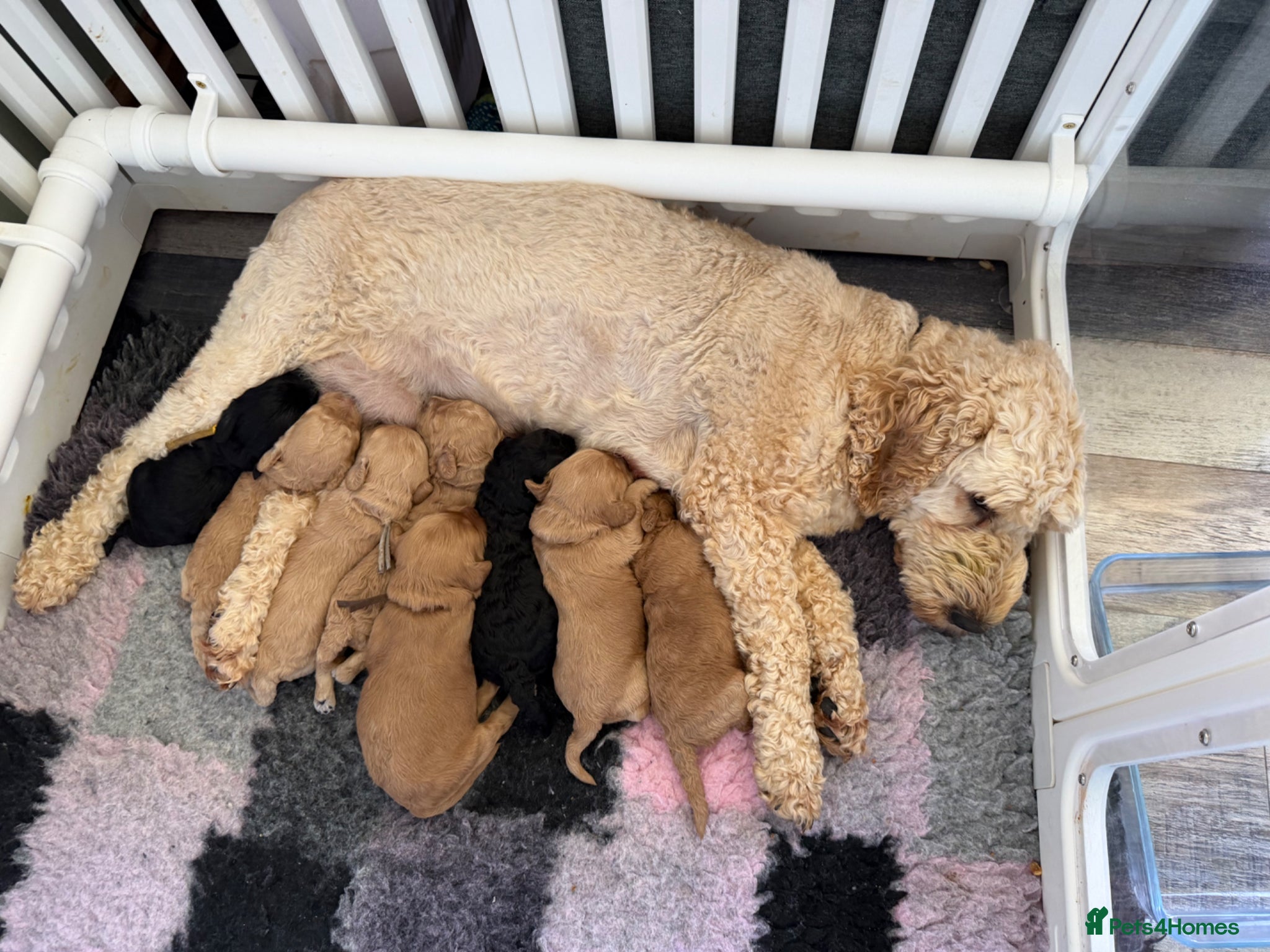 Cockapoo dogs LICENSED BREEDER F2b Cockapoos ‘Dukes of Hazzard’! - Advert 12