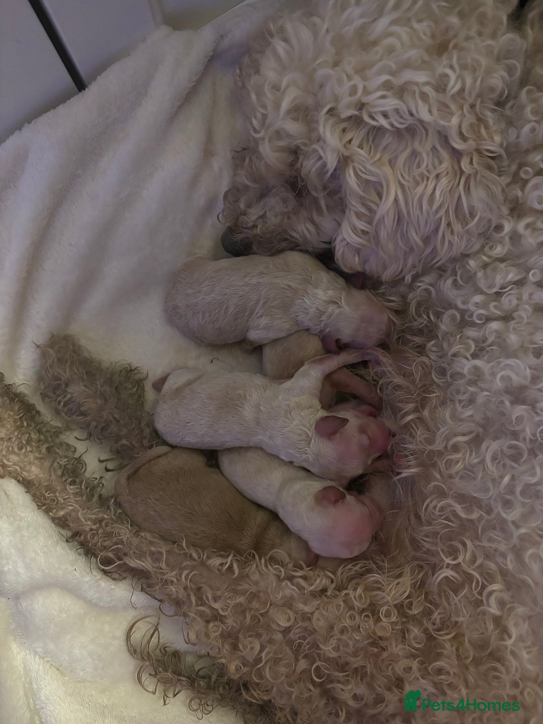 Miniature Poodle dogs for sale: Miniature poodles for sale  - Image 3