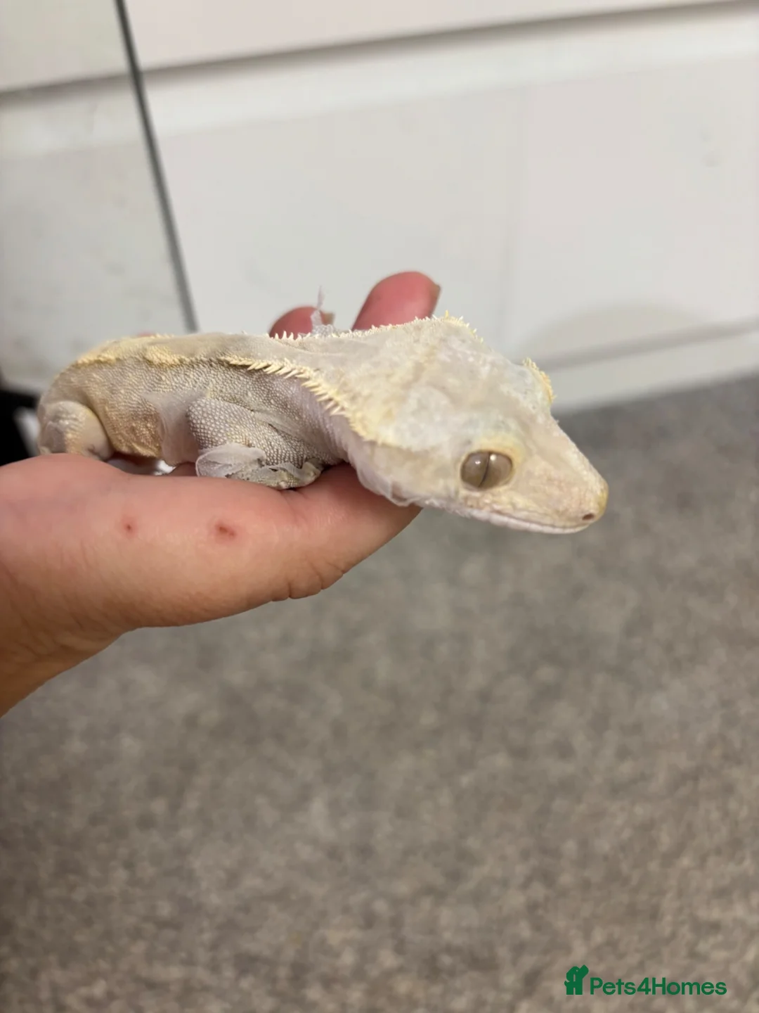 Lizard reptiles for sale: Lilly white Male to go in Basildon - Advert 7