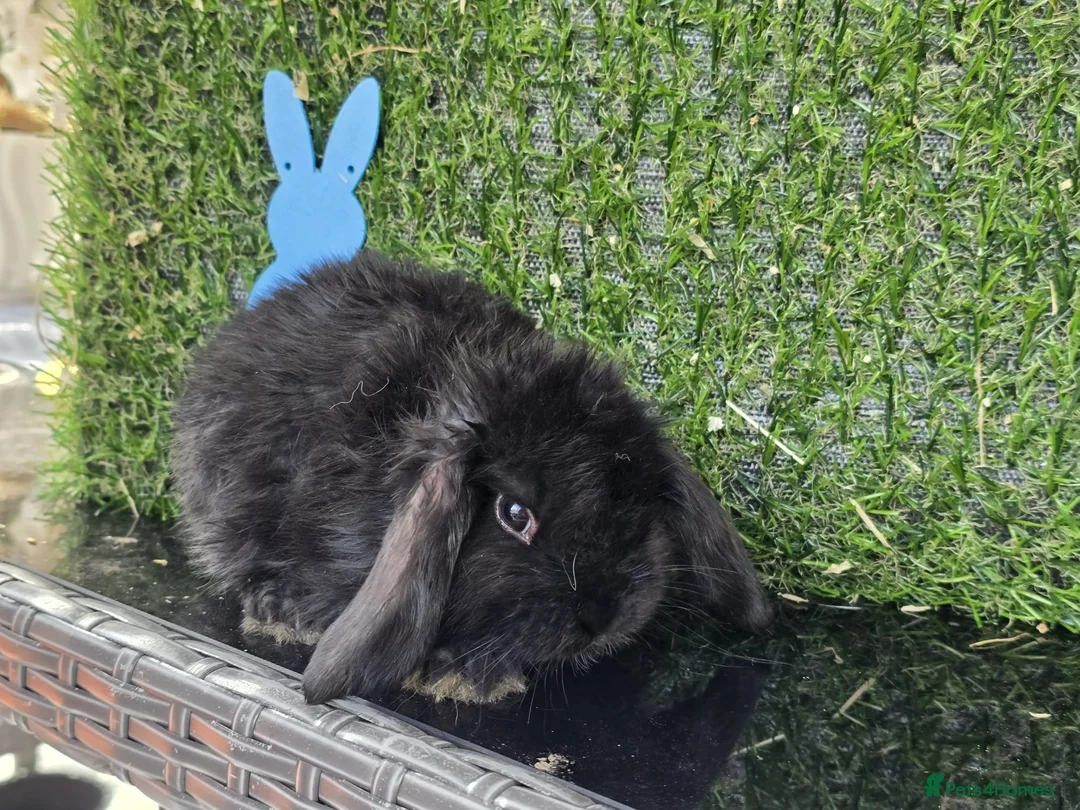 Mini Lop rabbits for sale: Mini lop babies ready now - Advert 2