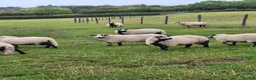 Sheep livestock for sale: Badger Faced Welsh Mountain Ewe Lambs in Faringdon - Advert 3