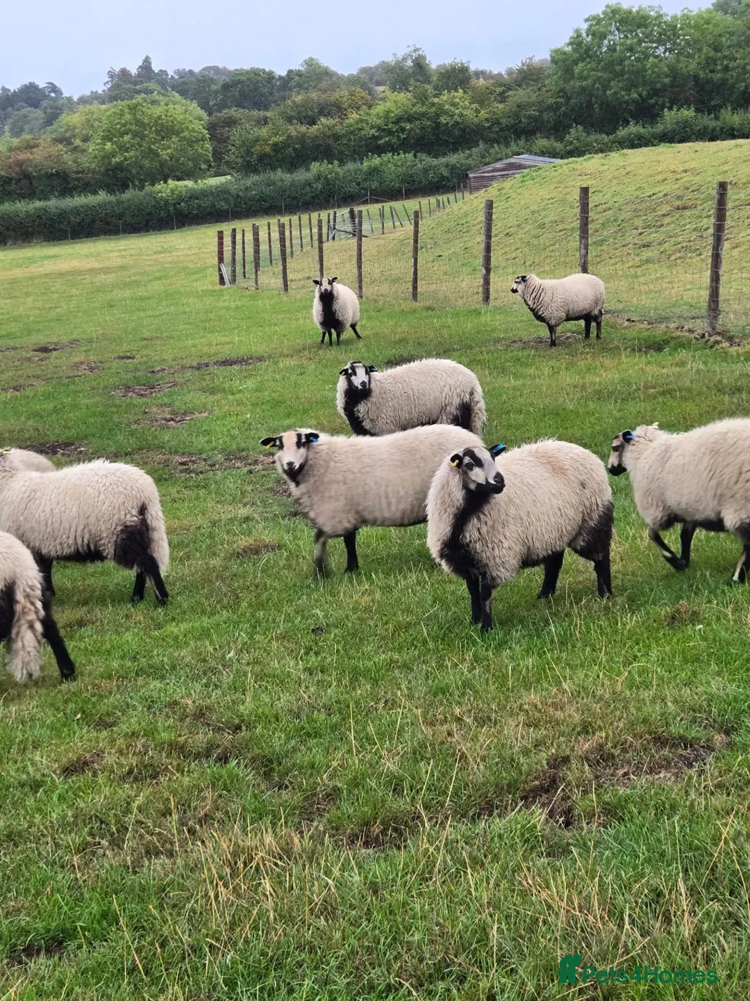Sheep livestock for sale: Badger Faced Welsh Mountain Ewe Lambs in Faringdon - Advert 3