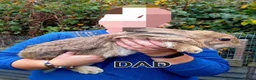 Continental Giant rabbits for sale: Continentals ready now - Advert 13
