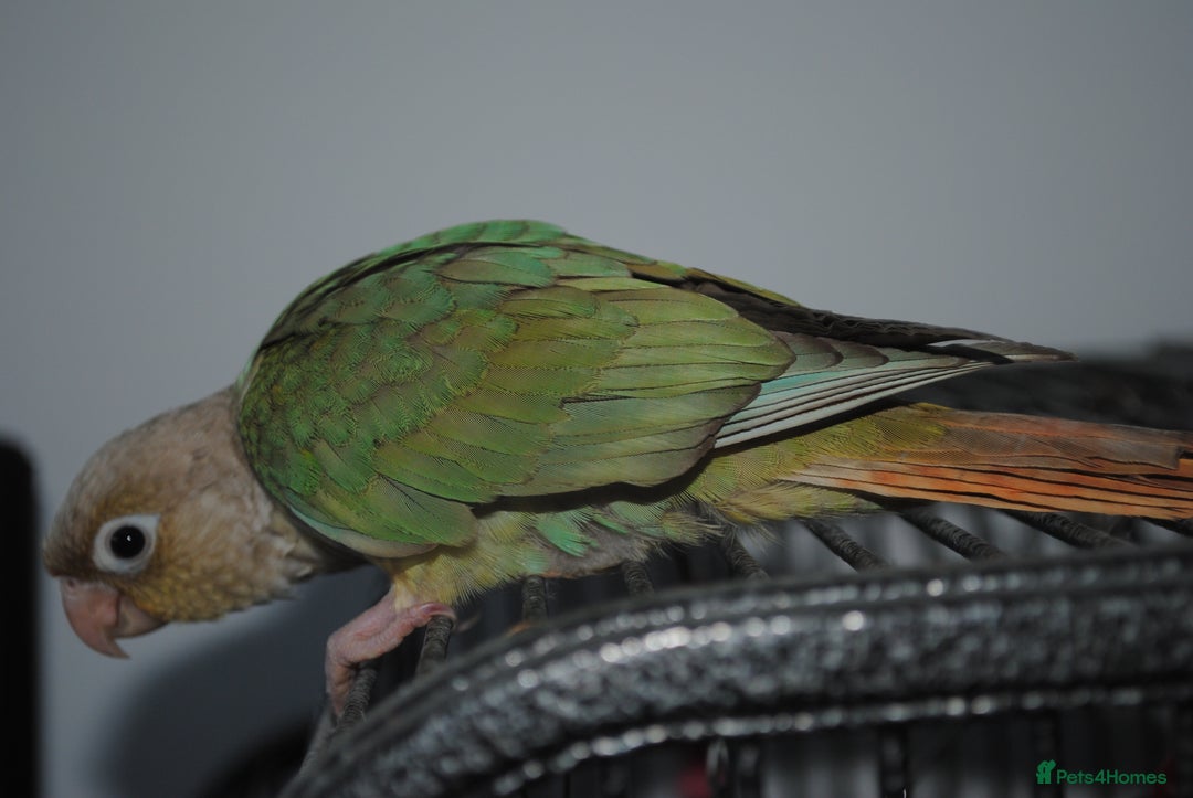 Conures birds for sale: Hand reeared conure - Advert 4
