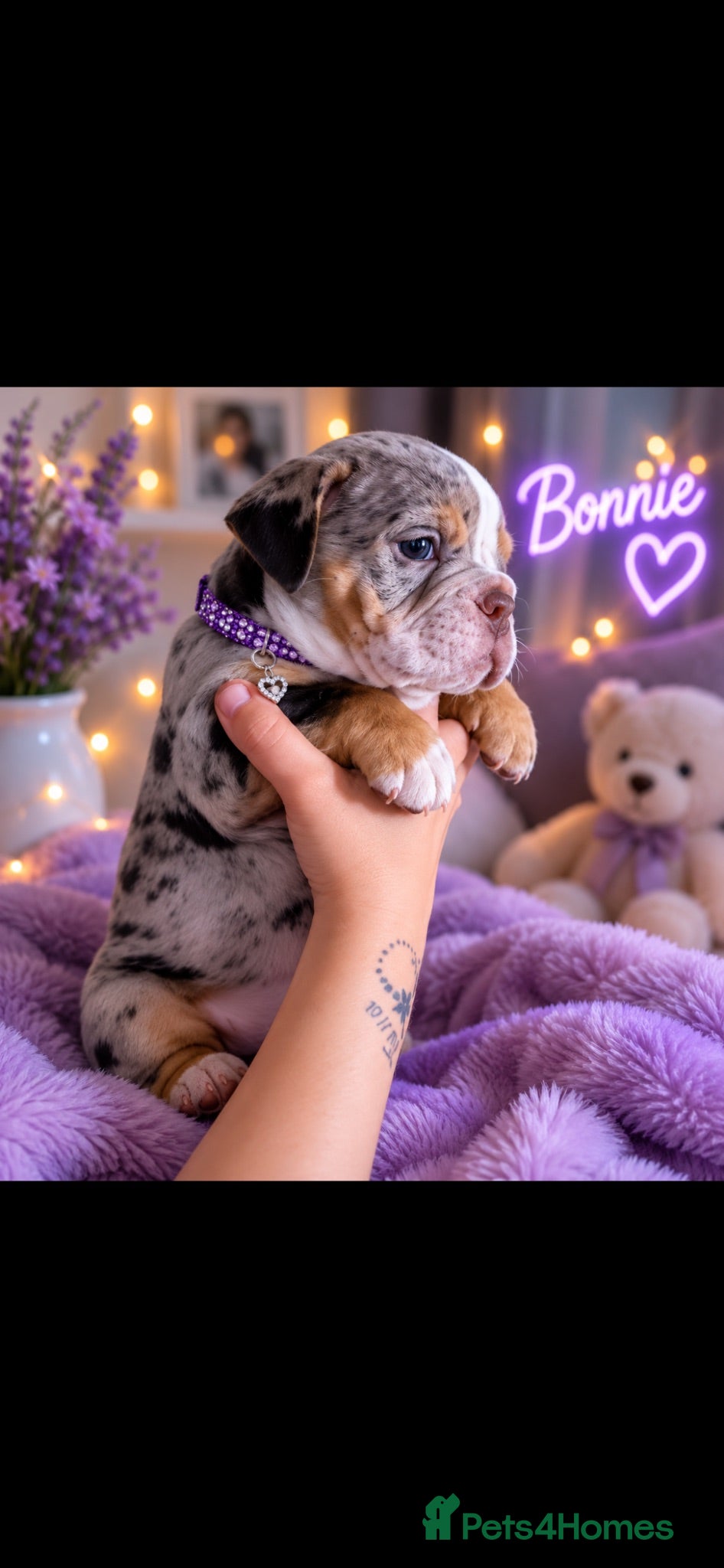 Dorset Olde Tyme Bulldogge dogs ⭐️Beautiful olde English bulldog puppies ⭐️ - Advert 2
