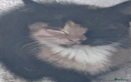 Mixed Breed cats for sale: cute kittens  - Image 15