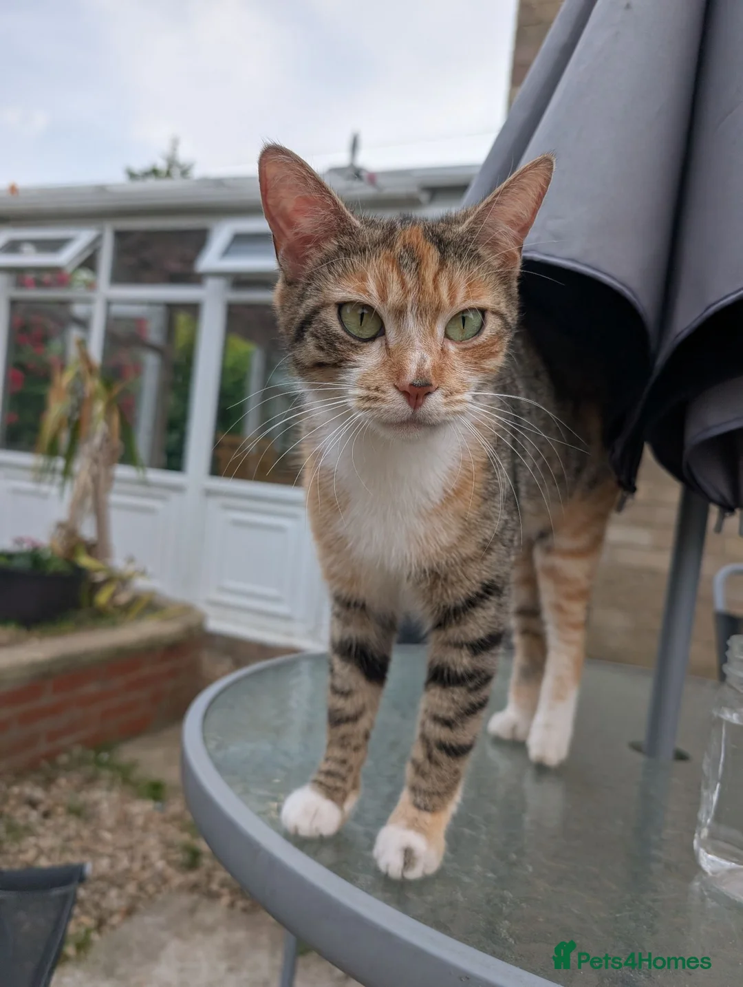 Mixed Breed cats for sale: Beautiful kittens for sale  - Advert 21