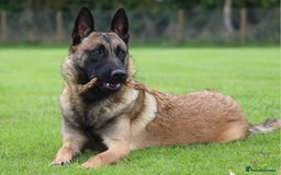 Belgian Shepherd Dog dogs for sale: Belgian Malinois female  - Image 1