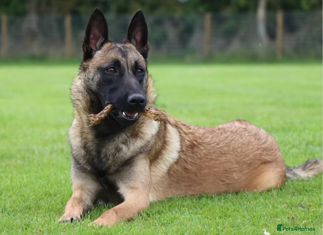 Belgian Shepherd Dog dogs for sale: Belgian Malinois female  - Image 1