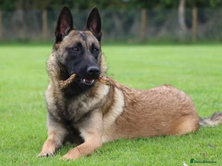 Belgian Shepherd Dog dogs - Advert 5