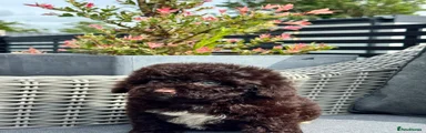 Cockapoo 2