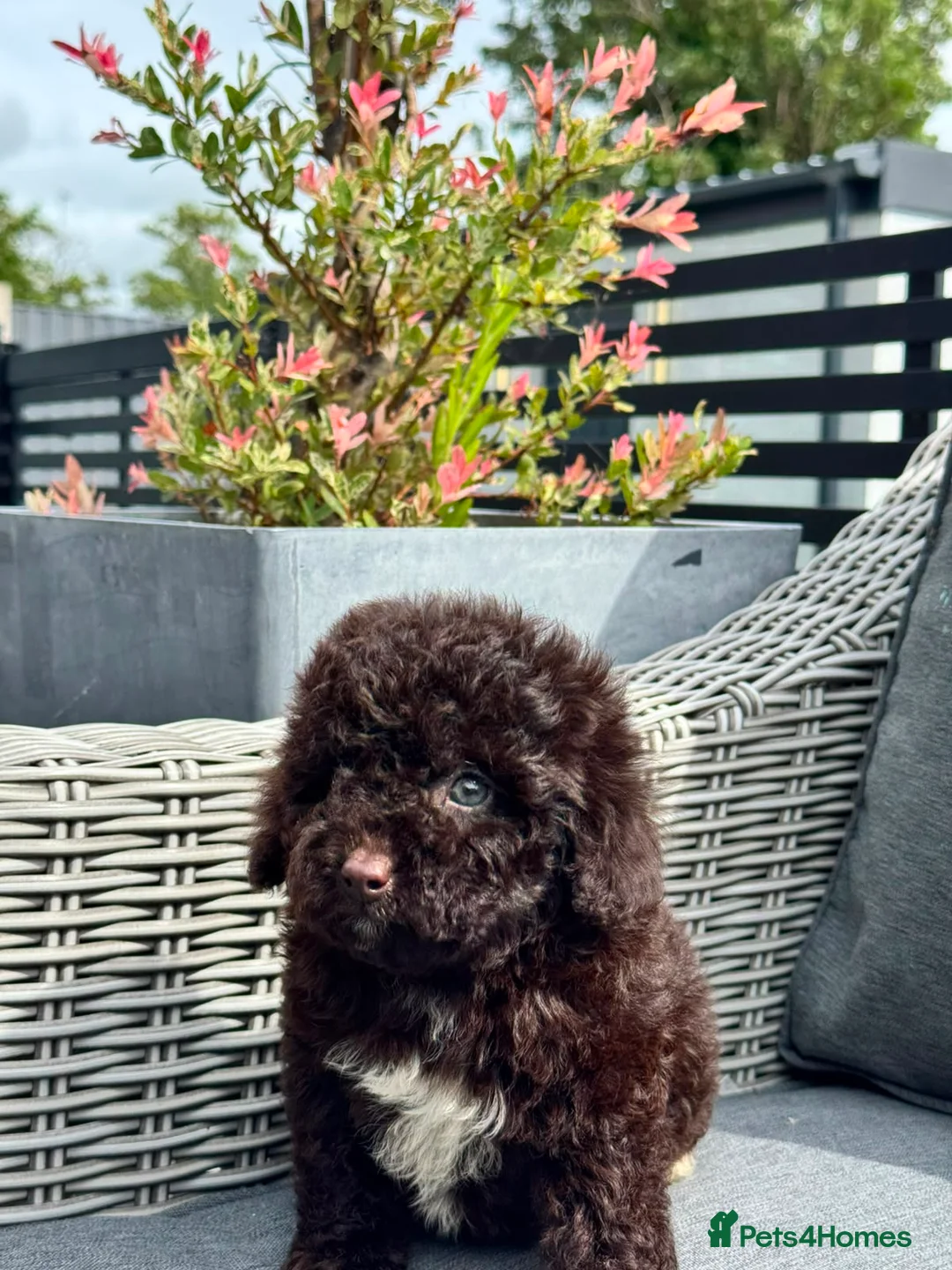 Cockapoo dogs for sale: Beautiful chocolate box cockapoo litter  - Advert 11