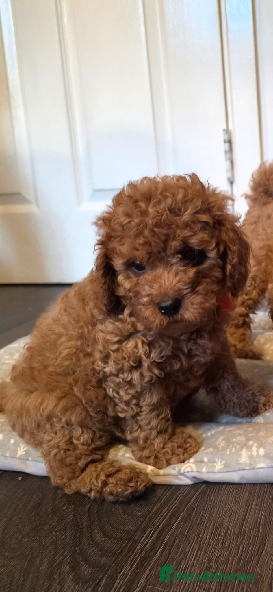 Cavapoo dogs 5 cavapoo pups ready to leave  - Advert 2