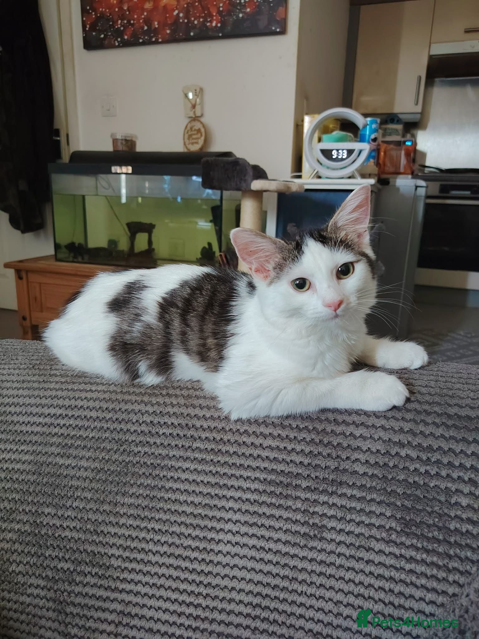 Mixed Breed cats Beautiful playful kitten  - Advert 1