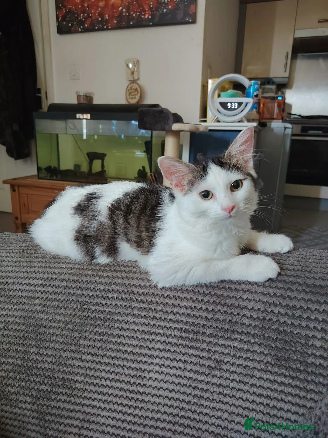Mixed Breed cats for sale: Beautiful playful kitten  in Stourport-on-Severn - Advert 1