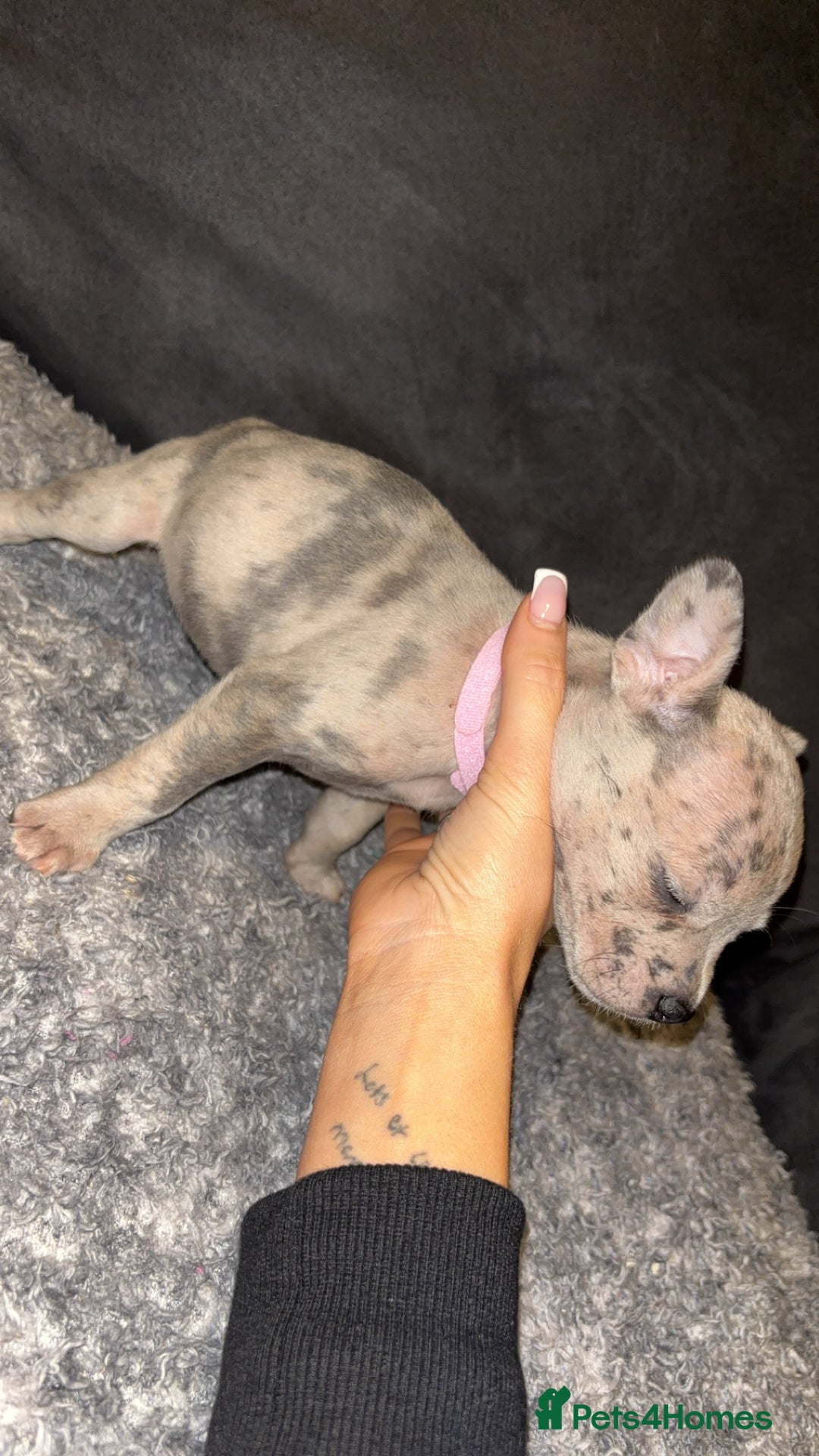 Mixed Breed dogs for sale: ‼️‼️ STAFF x FRENCH BULLDOG ‼️‼️ - Image 5