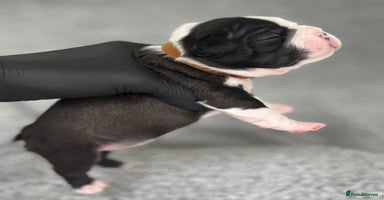 Boston Terrier dogs - Advert 8