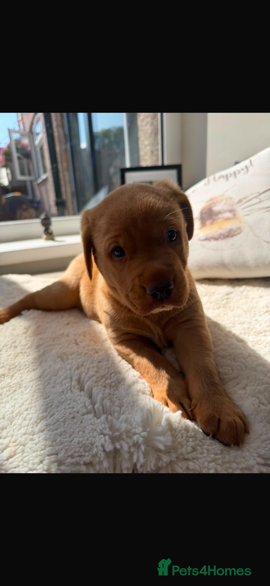 Labrador Retriever dogs Gorgeous Labrador boy pup looking for forever  - Advert 1