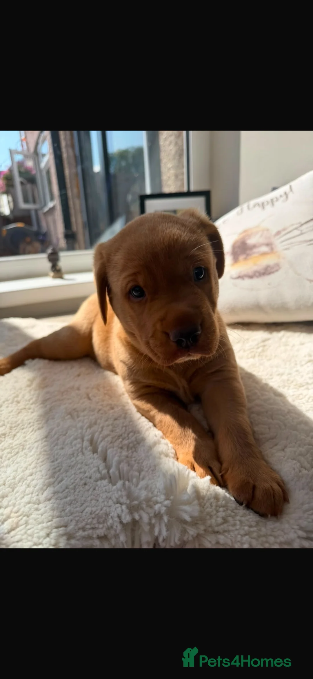 Labrador Retriever dogs for sale: Gorgeous Labrador boy pup looking for forever  - Advert 1
