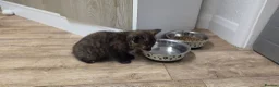 Mixed Breed cats for sale: Maine coon kittens available - Advert 7
