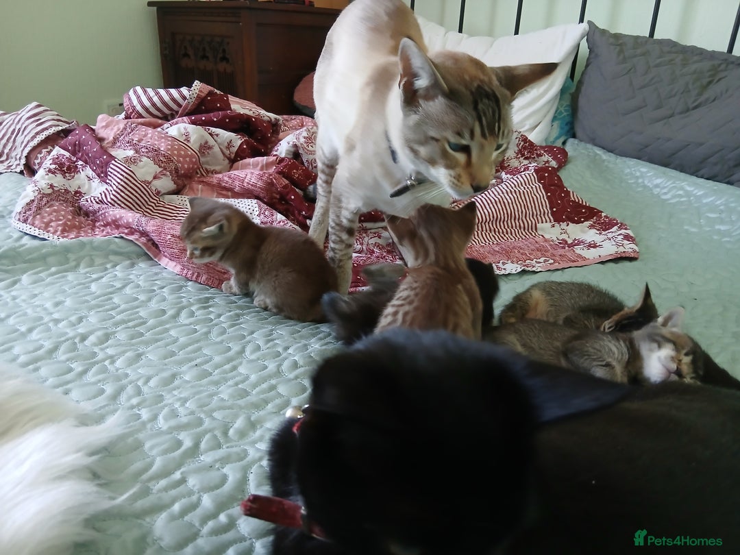 Oriental cats for sale: 4 girls 1 boy - Image 12