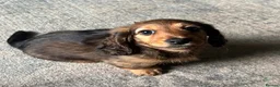 Miniature Dachshund dogs for sale: X3 Long haired beautiful, mini dachshunds 🏡 - Advert 12