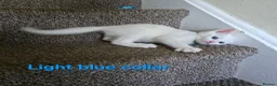Mixed Breed cats for sale: 5 kittens ready for new homes in Southampton - Advert 16
