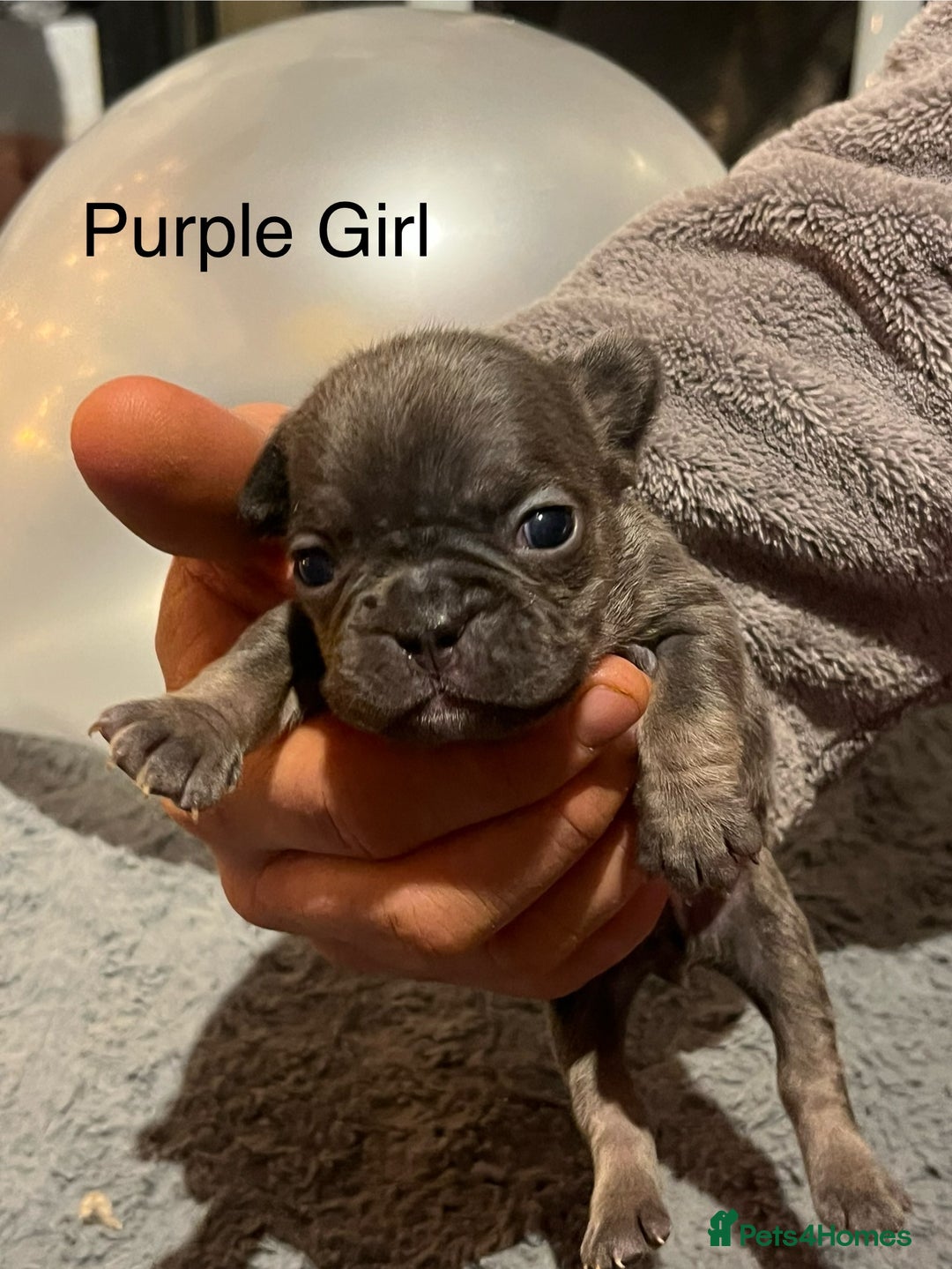 French Bulldog dogs for sale: DWKC Registered French Bulldog puppies for sale - Advert 7