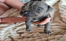 Cane Corso dogs for sale: Cane corso puppies  - Image 28
