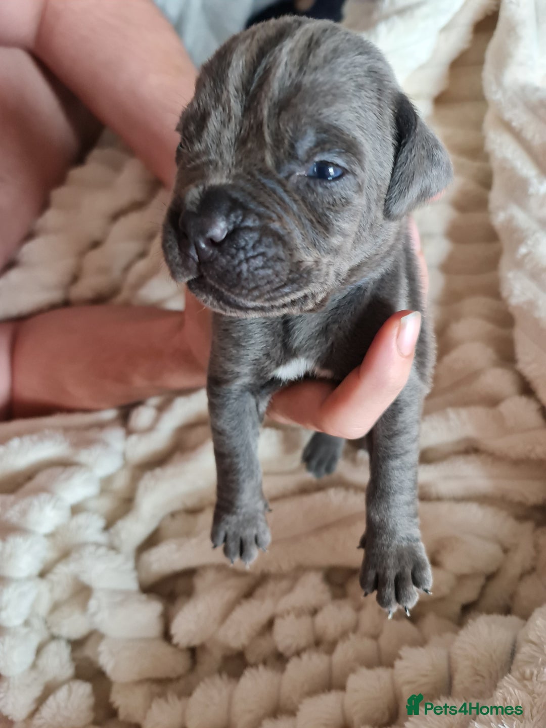 Cane Corso dogs for sale: Cane corso puppies  - Image 28