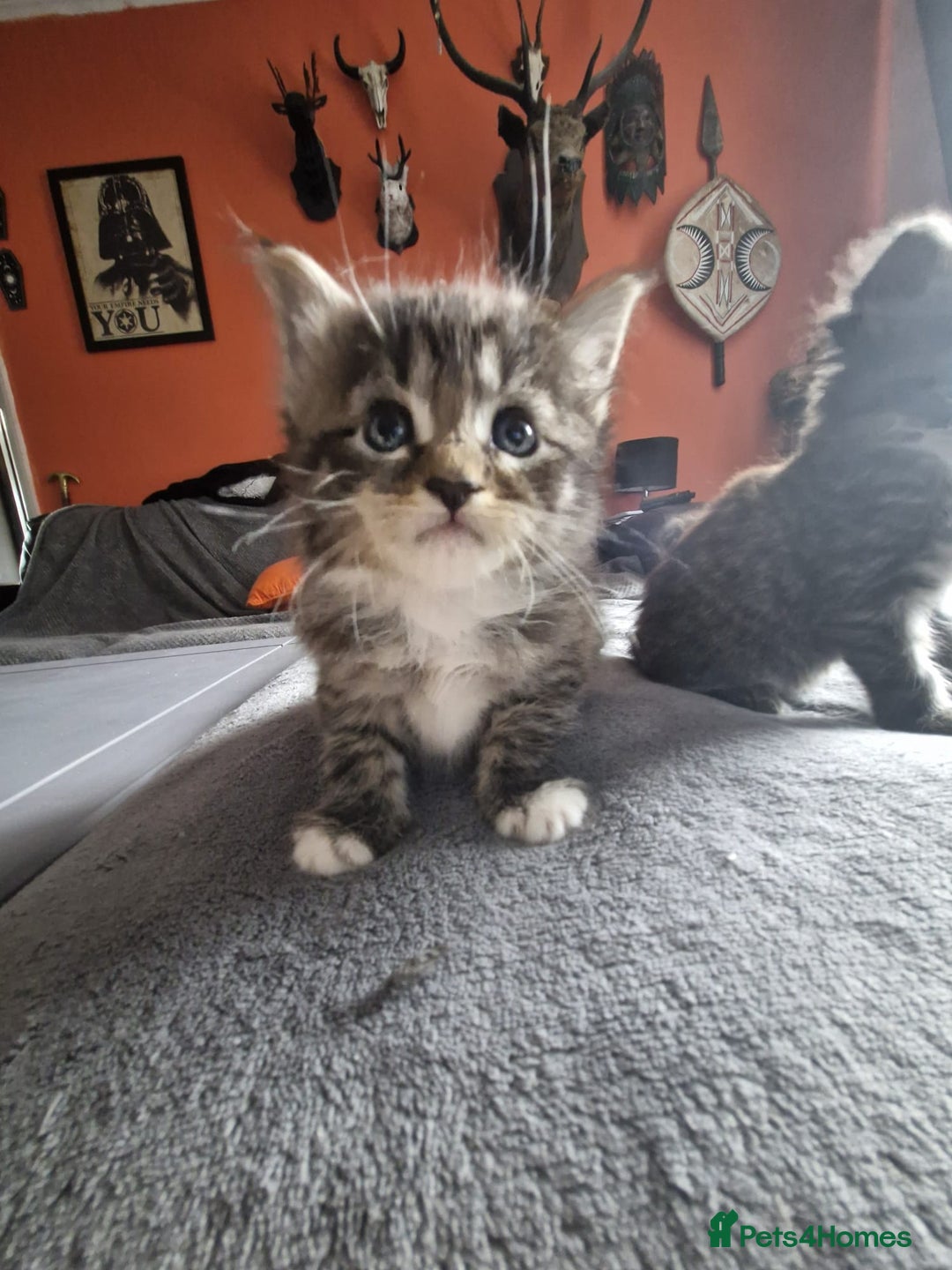 Maine Coon cats for sale: 3 main coon mix kittens - Image 5