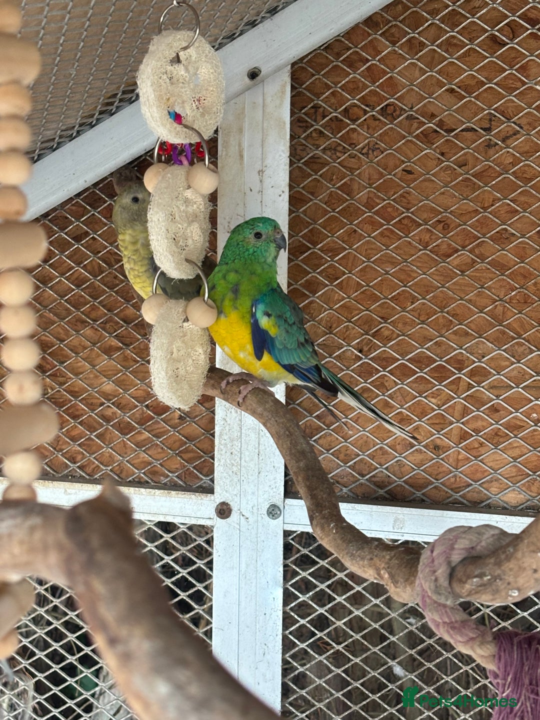 Parakeets birds for sale: Red rump parakeets  - Image 2