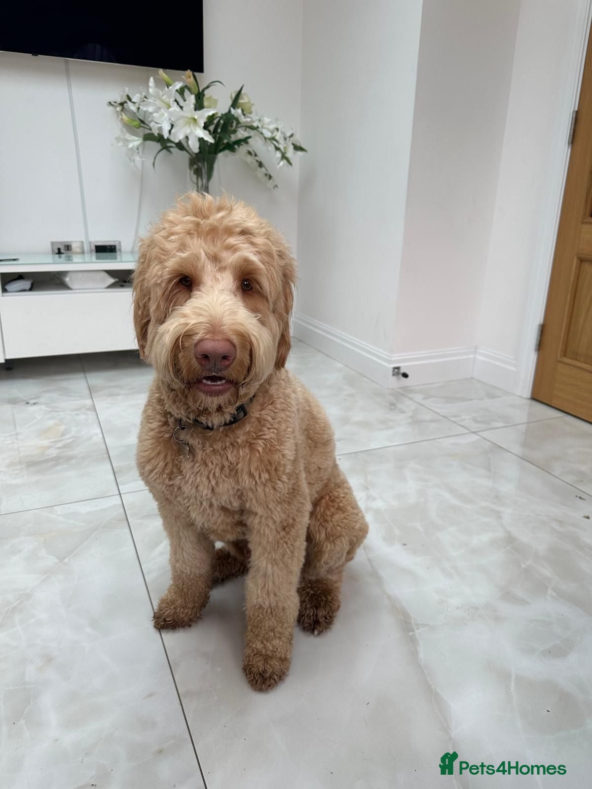 Labradoodle dogs Labradoodle - Advert 2