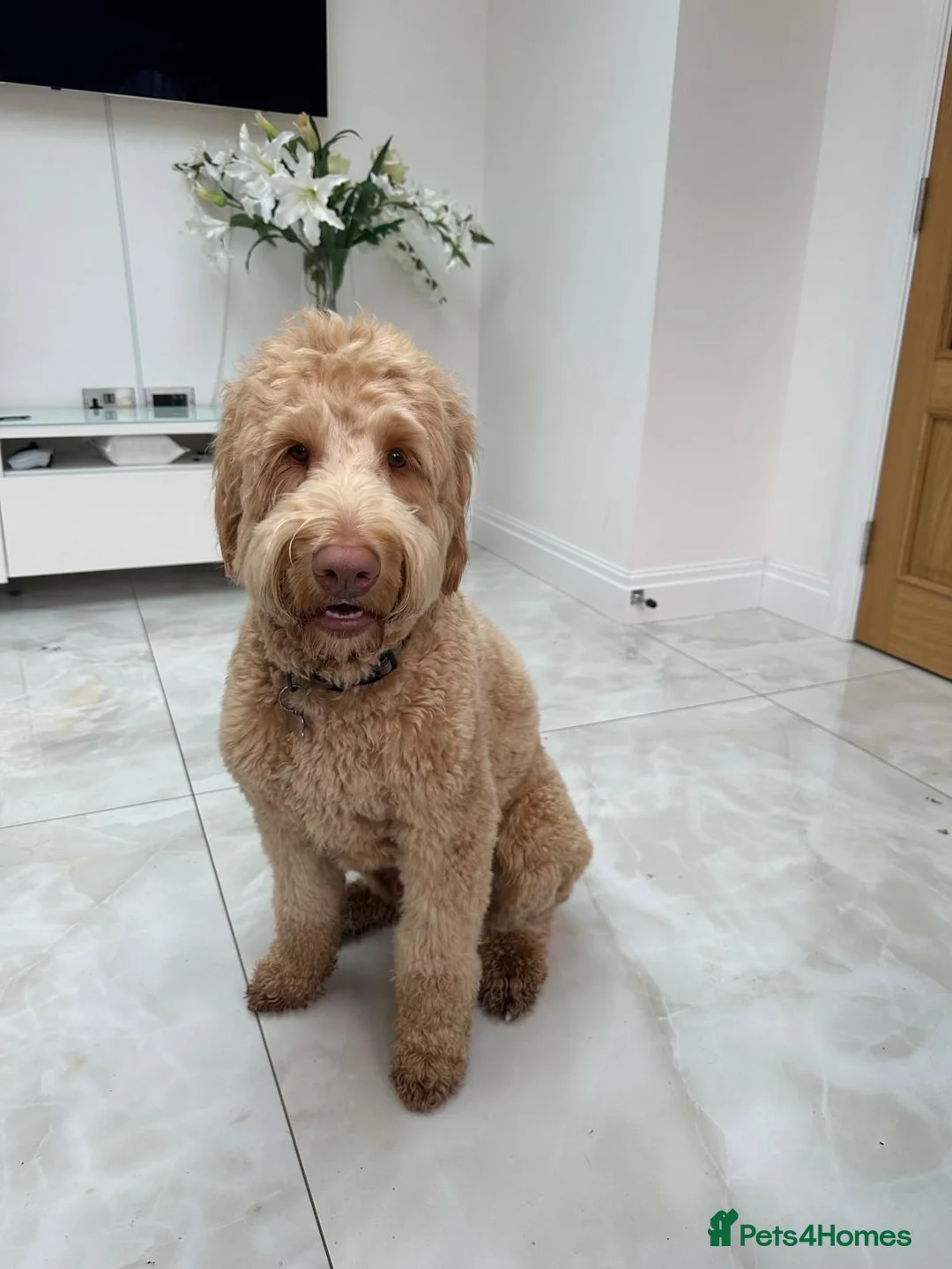 Labradoodle dogs for sale: Labradoodle in London - Advert 1