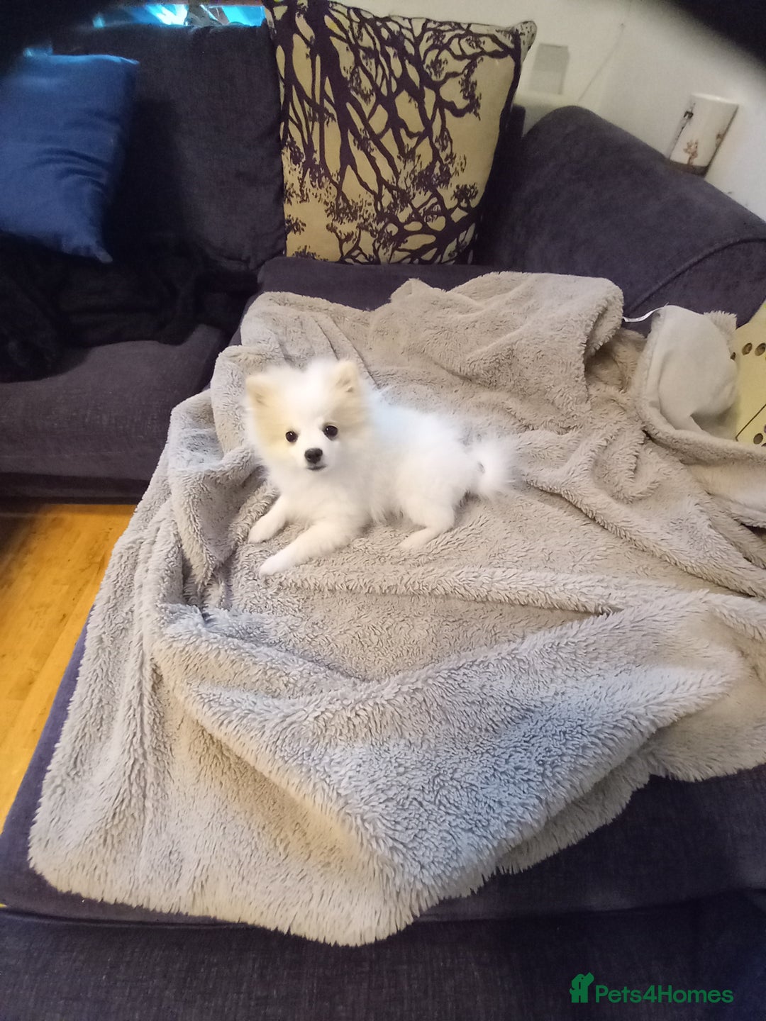 Pomeranian dogs for sale: Bautiful pomeranian puppies - Image 6