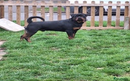 Rottweiler dogs for stud: Kc registered proven big rottweiler stud in Aylesbury - Image 7
