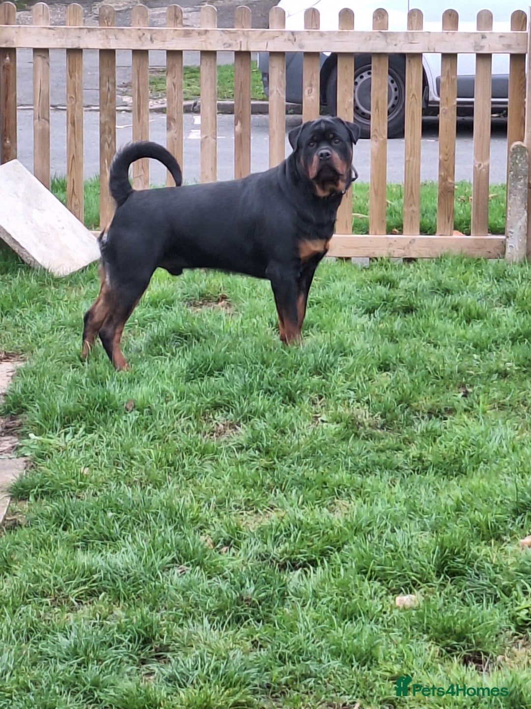 Rottweiler dogs for stud: Kc registered proven big rottweiler stud in Aylesbury - Image 7