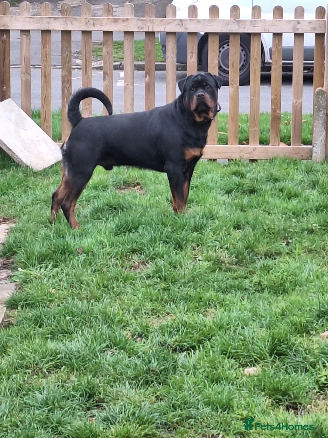 Rottweiler dogs for stud: Kc registered proven big rottweiler stud in Aylesbury - Advert 7