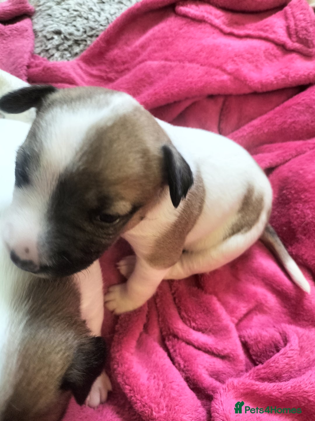 Mixed Breed dogs for sale: Cute litter of puppies  - Advert 20