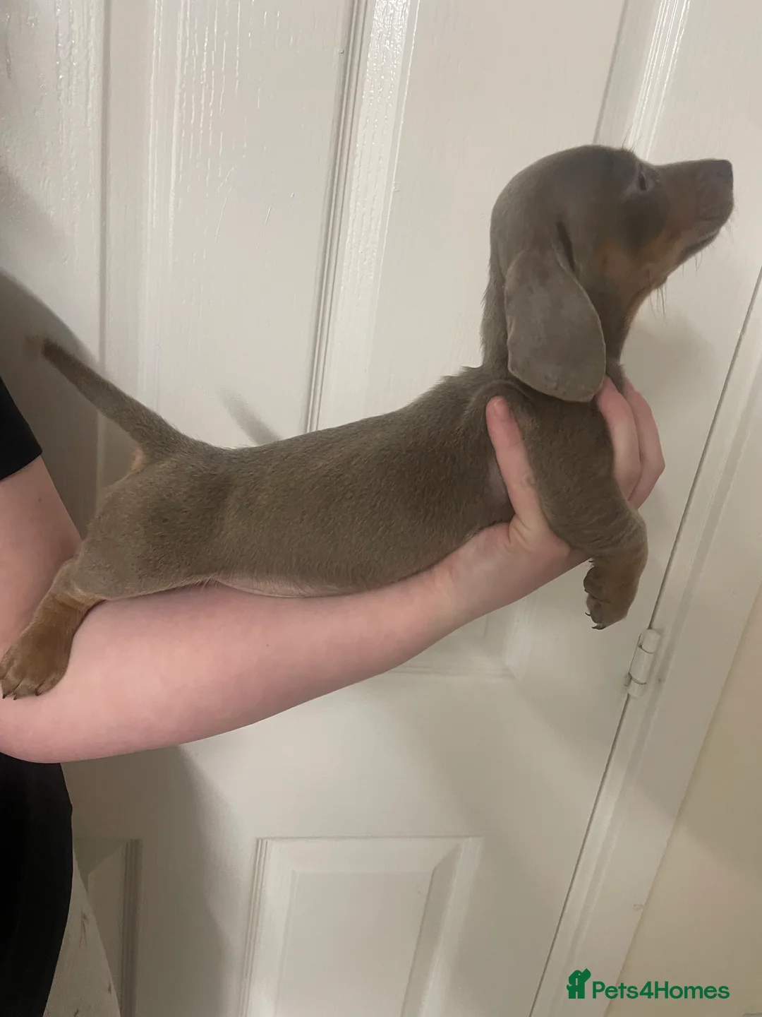 Dachshund dogs for sale: Dachshund Isabella and tan - Advert 9