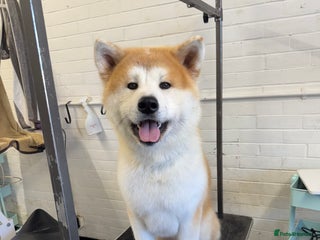 Japanese Akita Inu dogs in Peterborough - Advert 2