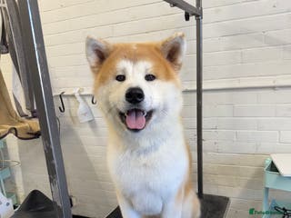 Japanese Akita Inu dogs ⭐️ KC Pedigree Japanese Akita Inu ⭐️ in Peterborough - Advert 1