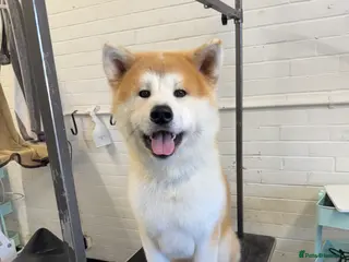 Japanese Akita Inu dogs ⭐️ KC Pedigree Japanese Akita Inu ⭐️ in Peterborough - Advert 1