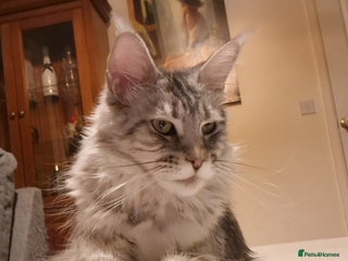 Maine Coon cats Pure Makne coon - Advert 2