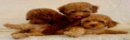 Toy Poodle dogs for sale: Toy poodle puppies  in Wakefield - Advert 25