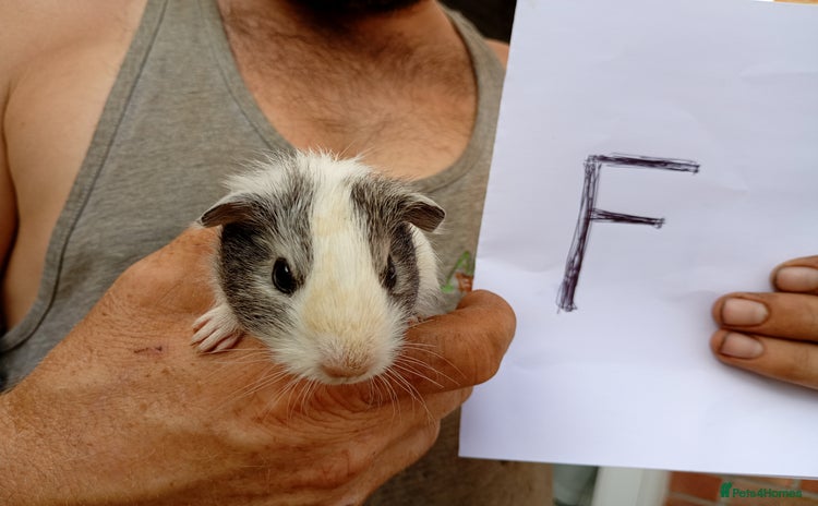Guinea Pig rodents - Advert 7