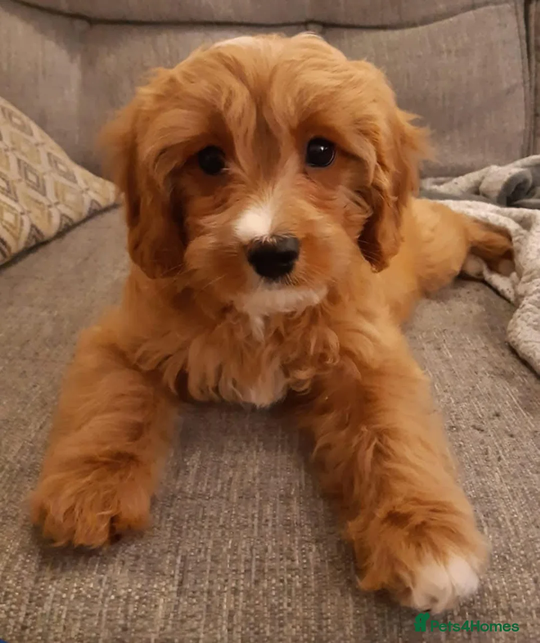 Gallery Image {{count}}