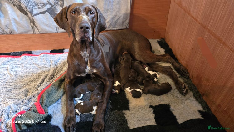 German Shorthaired Pointer dogs - Advert 1