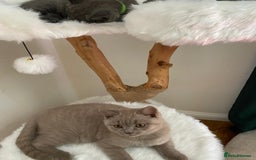 British Shorthair cats for sale: British Shorthair kittens, GCCF Certificate  in Dundee - Image 21